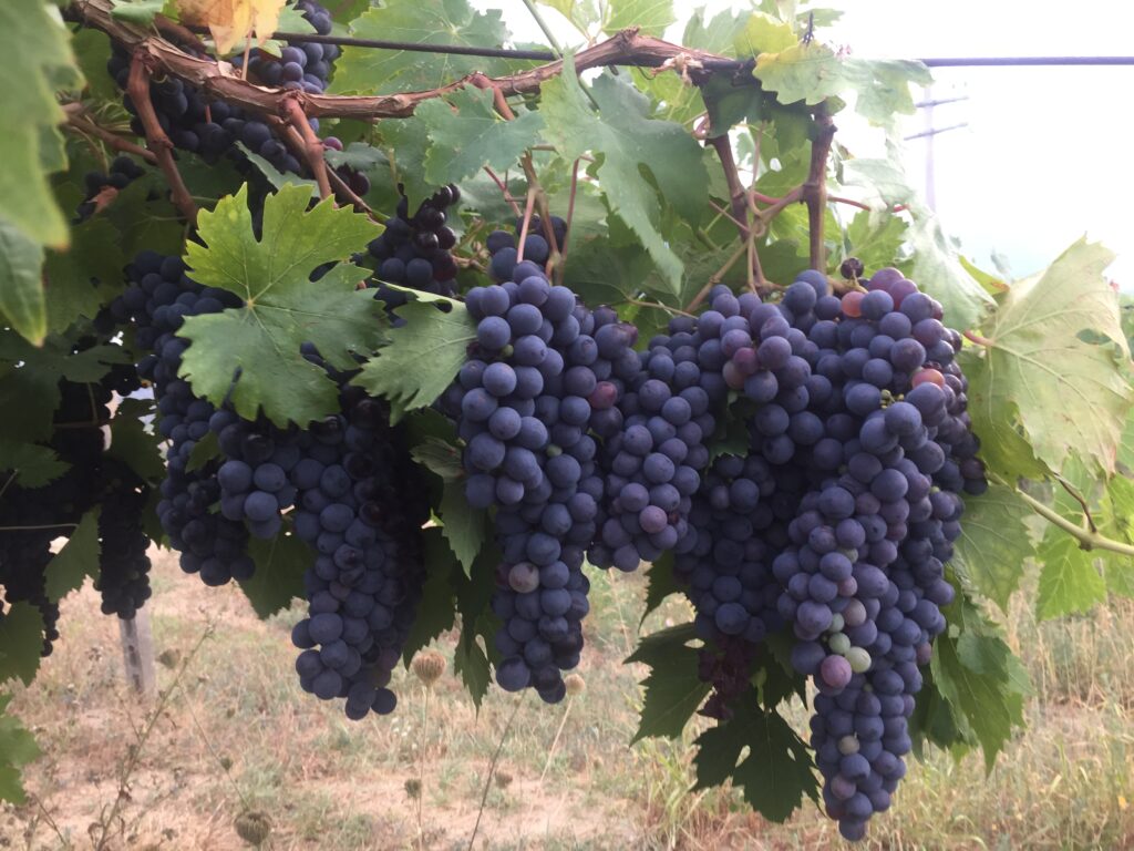 COMUNICATO STAMPA SEMINARIO UGIVI VINITALY 2024 1